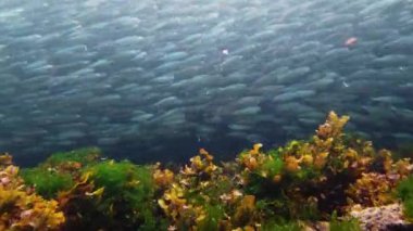 Denizde sardalya sürüsü. Bohol, Filipinler.