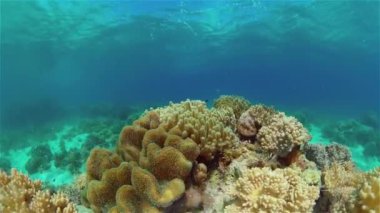 Mercan resifi ve tropikal balıklar su altında. Filipinler.