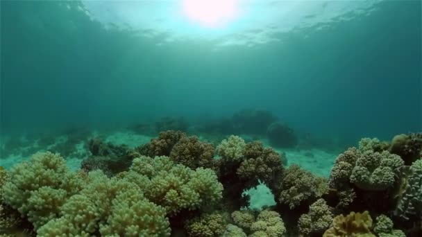 Arrecife de coral y peces tropicales bajo el agua. Filipinas. — Vídeo de stock