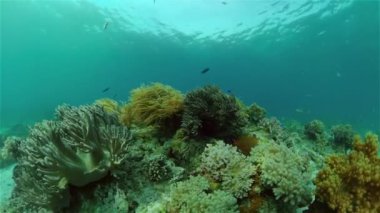 Mercan kayalıkları ve tropikal balıklar. Filipinler.