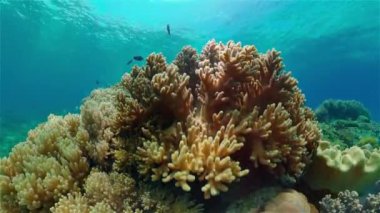 Mercan resifi ve tropikal balıklar su altında. Filipinler.