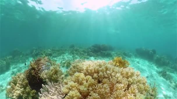 Arrecife de coral y peces tropicales. Filipinas. — Vídeos de Stock