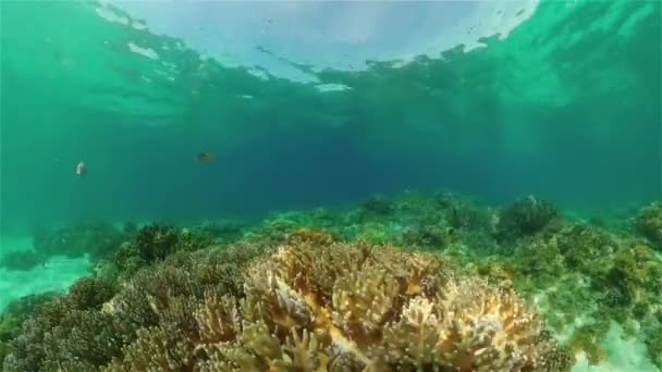 Korallzátony és trópusi halak a víz alatt. Fülöp-szigetek. — Stock videók
