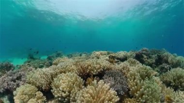 Mercan kayalıkları ve tropikal balıklar. Filipinler.