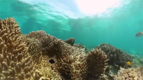 Кораловий риф і тропічна риба. Філіппіни. — стокове відео