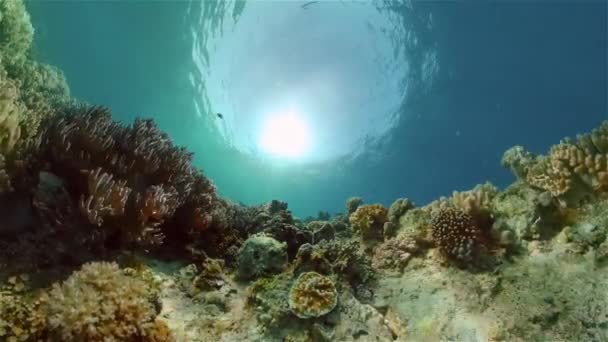 Korallenriffe und tropische Fische. Philippinen. — Stockvideo