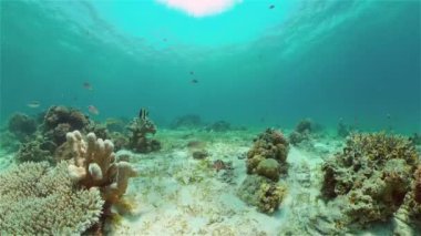 Mercan resifi ve tropikal balıklar su altında. Filipinler.