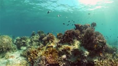 Mercan kayalıkları ve tropikal balıklar. Filipinler.