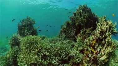 Mercan kayalıkları ve tropikal balıklar. Filipinler.