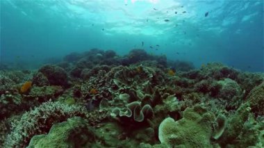 Mercan resifi ve tropikal balıklar su altında. Filipinler.