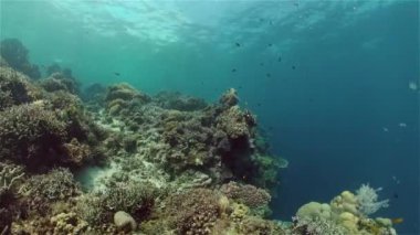 Mercan kayalıkları ve tropikal balıklar. Filipinler.