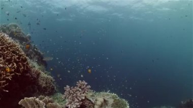 Mercan kayalıkları ve tropikal balıklar. Filipinler.