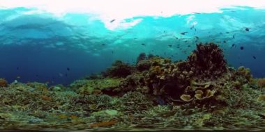 Mercan kayalıkları ve tropikal balıklar. Filipinler. 360 Derece Görünüm.