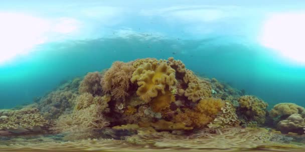 Κοραλλιογενής ύφαλος και τροπικά ψάρια. Φιλιππίνες. Όψη 360 μοιρών. — Αρχείο Βίντεο