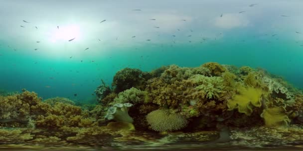 水下有鱼的珊瑚礁。菲律宾。虚拟现实360 — 图库视频影像