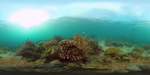 Recifes de coral e peixes tropicais. Filipinas. Realidade Virtual 360 — Vídeo de Stock
