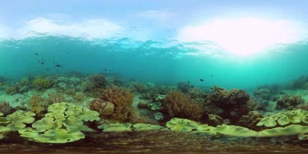 Подводный мир кораллового рифа. Филиппины. Виртуальная реальность 360 — стоковое видео
