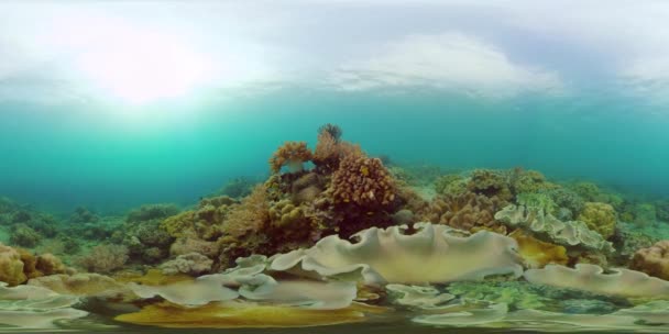 サンゴ礁と熱帯魚。フィリピンだ。仮想現実360 — ストック動画