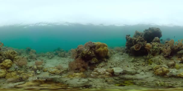 Barriera corallina e pesce tropicale. Filippine. Vista a 360 gradi. — Video Stock