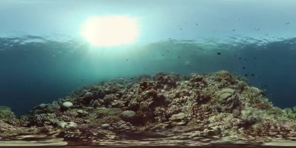 Recifes de corais e peixes tropicais subaquáticos. Filipinas. Vista de 360 graus. — Vídeo de Stock