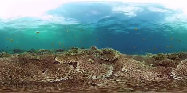 Koraalrif en tropische vissen. Filippijnen. 360 graden uitzicht. — Stockvideo