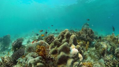 Mercan resifi ve tropikal balıklar su altında. Filipinler.