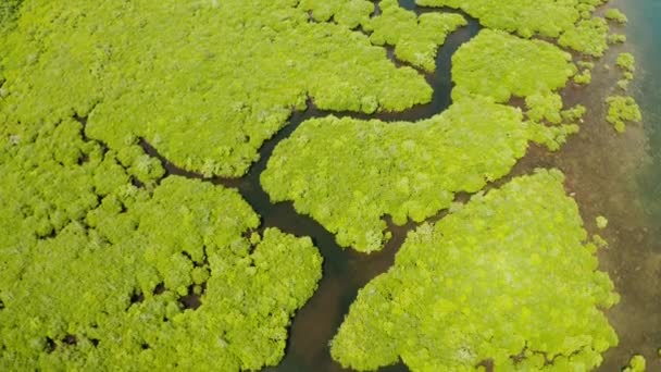 Vista aérea del bosque de manglares y el río. — Vídeos de Stock