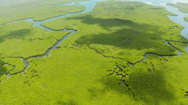 Mangrove ormanının ve nehrin havadan görünüşü.