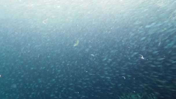 Serbuk sarden di laut. Bohol, Filipina. — Stok Video