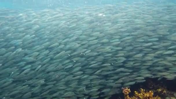 Um cardume de sardinhas no mar. Bohol, Filipinas. — Vídeo de Stock