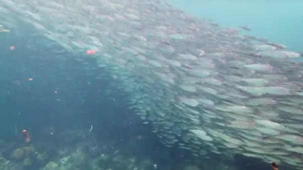 Szardíniák zátonya a tengerben. Bohol, Fülöp-szigetek. — Stock videók