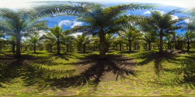 Palmiye bahçeli tropik bir manzara. 360 panorama VR.