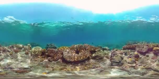 Suyun altında balıklı mercan kayalıkları. Filipinler. Sanal Gerçeklik 360 — Stok video