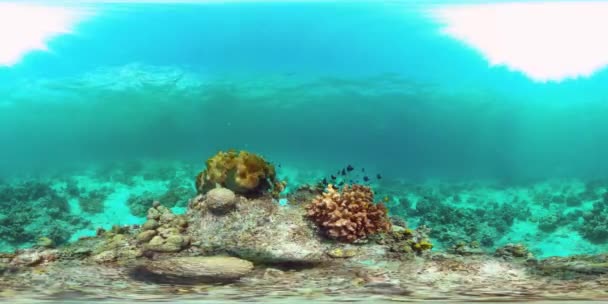 Коралловый риф и тропическая рыба. Филиппины. 360-градусный обзор. — стоковое видео