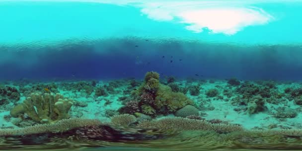 Koraalrif met vis onder water. Filippijnen. Virtual Reality 360 — Stockvideo