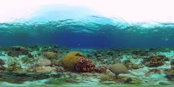 Coral reef and tropical fish. Philippines. Virtual Reality 360 — Stock Video