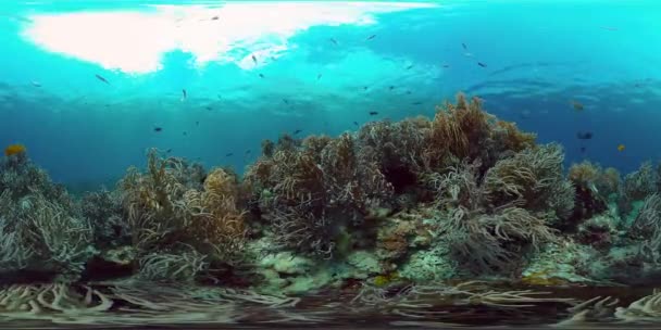 Recifes de coral e peixes tropicais. Filipinas. Vista de 360 graus. — Vídeo de Stock