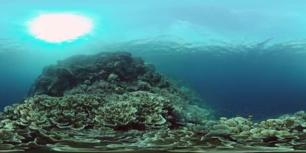 Die Unterwasserwelt eines Korallenriffs. Philippinen. Virtuelle Realität 360 — Stockvideo