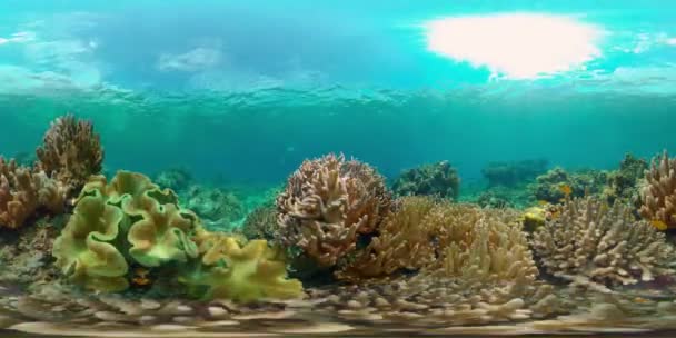 Arrecife de coral y peces tropicales bajo el agua. Filipinas. Vista de 360 grados. — Vídeos de Stock