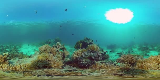 Recifes de corais e peixes tropicais subaquáticos. Filipinas. Vista de 360 graus. — Vídeo de Stock