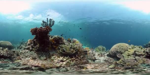 Koraalrif en tropische vissen. Filippijnen. Virtual Reality 360 — Stockvideo