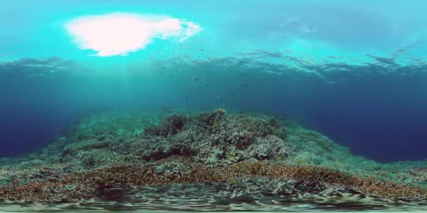 Koraalrif en tropische vissen onder water. Filippijnen. 360 graden uitzicht. — Stockvideo