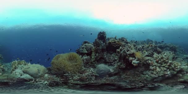 O mundo subaquático de um recife de coral. Filipinas. Realidade Virtual 360 — Vídeo de Stock