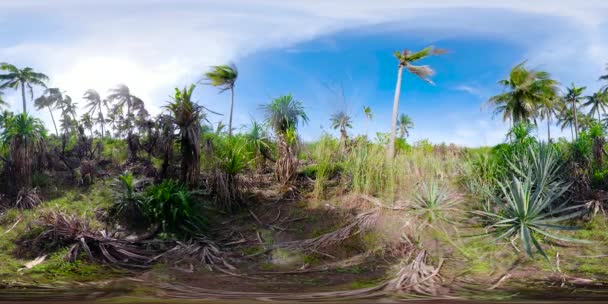 Forêt tropicale tropicale 360 VR. — Video