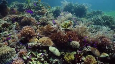 Suyun altında balıklı mercan kayalıkları. Camiguin, Filipinler