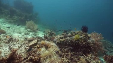 Mercan kayalıkları ve tropikal balıklar. Camiguin, Filipinler
