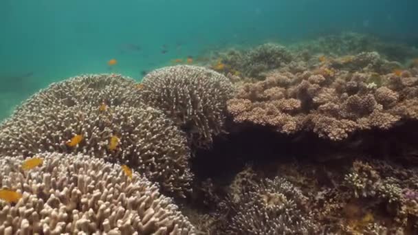 Arrecife de coral y peces tropicales bajo el agua. Camiguin, Filipinas — Vídeos de Stock