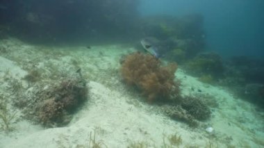 Suyun altında balıklı mercan kayalıkları. Camiguin, Filipinler