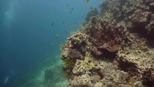 Arrecife de coral con peces bajo el agua. Camiguin, Filipinas — Vídeos de Stock