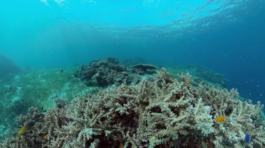 Mercan resifi ve tropikal balıklar su altında. Filipinler.